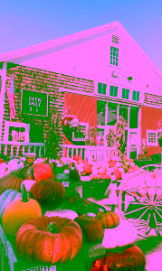 fall friday's